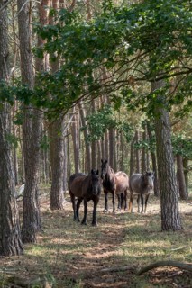 Barnim, Brandenburg, Equus Caballus, FFH area, Finow Valley, Finowtal-Pregnitzfließ, Germany,