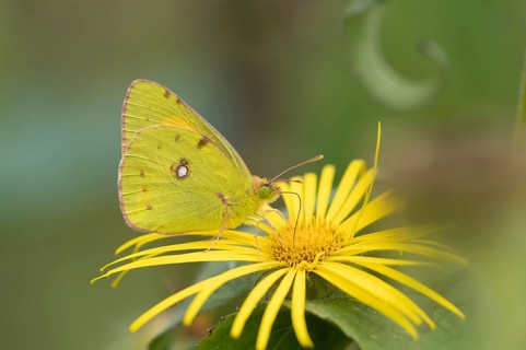 Clouded yellow butterfly (Colias croceus) adult feeding on yellow flowers in a garden in summer,