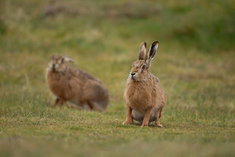 European brown hare (Lepus europaeus) two adult animals in grassland in spring, England, United