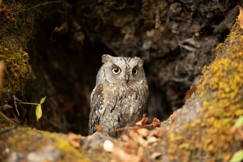 Eurasian Scops Owl (Otus scops) captive, juvenile, Germany