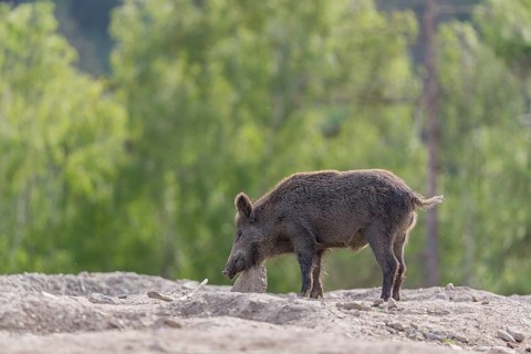 Wild boar - Sus scrofa