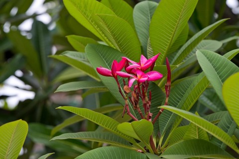 Red-flowering frangipani (Plumeria), Luang Prabang, Laos, South-East Asia