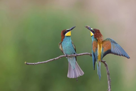 Bee-eater, (Merops apiaster), animals, birds, raptor family, perch, pair, two, Muselievo,