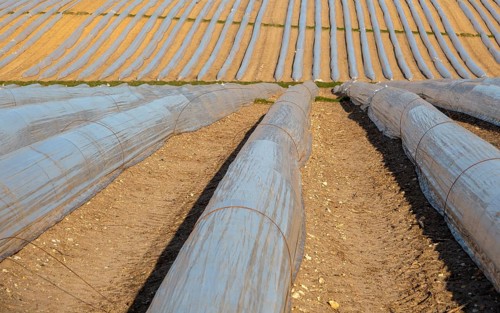 Polythene cloche polytunnels crop protection from frost running acros a field, Wantisen, Suffolk,