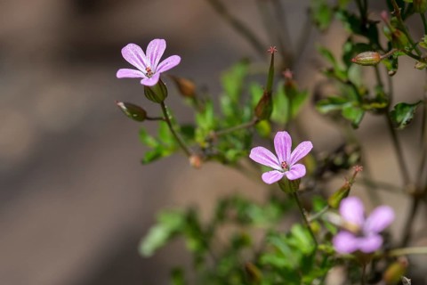 Geraniaceae, Geranium Robertianum, Rupert's Herb, Smelly Stork's Beak, Stork's Beak, Stork's Beak,