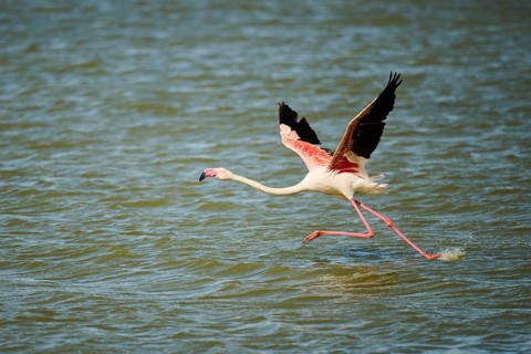 Greater flamingo (Phoenicopterus roseus) starts flying from the sea, France