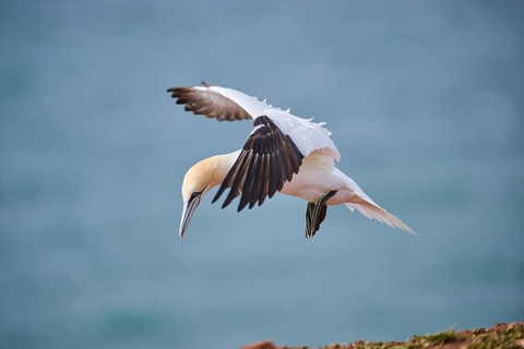 Northern gannet (Morus bassanus) flying over the sea, landing, wildlife, Helgoland, Germany