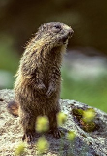 Marmot, marmota marmota, rodents, rodentia, high size, portrait, mammals, rodents, mammals