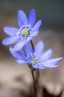 Liverwort (Hepatica nobilis), Emsland, Lower Saxony, Germany