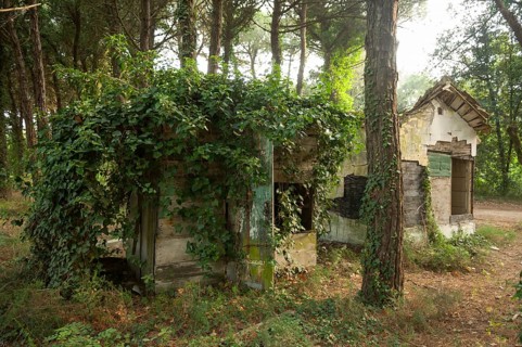 Ruined house in a pine forest near Ravenna, Italy