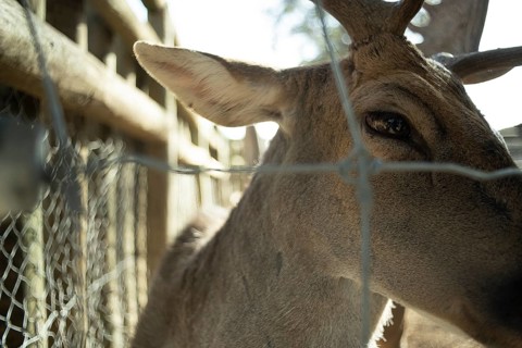 A deer stares through a wired fence in a close-up shot taken inside a zoo, reflecting the animal's