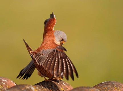 Pair of lesser kestrels (Falco naumanni), copula on the roof of an abandoned finca, Extremadura,