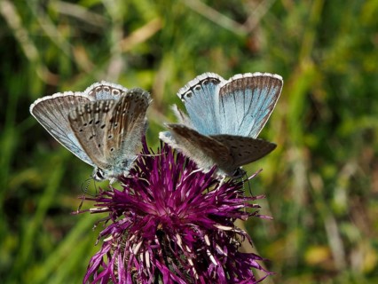 Two blue butterflies, the Chalkhill Blue (Polyommatus coridon), on a bright purple flower, Goms,