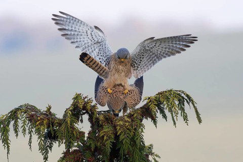 Common Kestrel (Falco tinnunculus) pair mating, Saxony, Germany