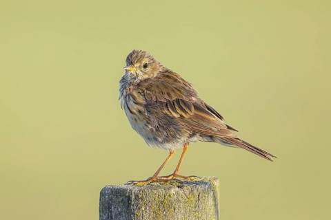 Meadow Pipit (Anthus pratensis) perched on a wicker fence, wildlife, migratory bird, breeding bird,
