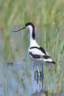 Avocet (Recurvirostra avosetta) adult wader standing in shallow water, Wildlife, Lake