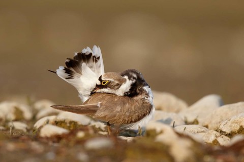 Little Ringed Plover (Charadrius dubius) female preening, North Rhine-Westphalia, Germany