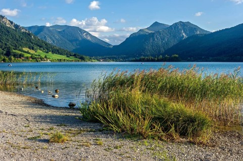 Reed, common reed (Phragmites australis) on the shore of the Schliersee, mountains Brecherspitz or