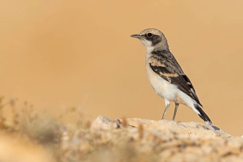 Schwarzrücken-Steinschmätzer, Schwarzrückensteinschmätzer, Mourning Wheatear, Oenanthe lugens,