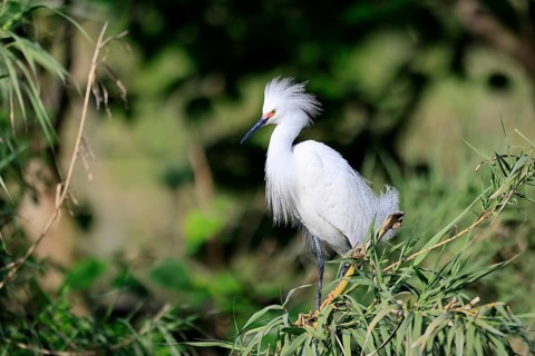 Great Egret (Egretta thula), adult, in breeding plumage, during breeding season, courtship display,