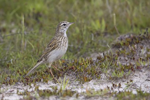 Australian Pipit (Anthus australis), Victoria, Lake Linlithgow, Australia
