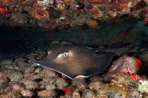Spiny ray, round stingray (Taeniura grabata), hiding amongst rocks on the seabed, Pasito Blanco