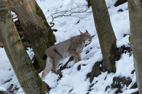 One Eurasian lynx, Lynx lynx, walking in snow covered forest on hilly ground