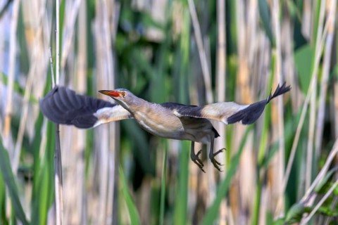 Common little bittern (Botaurus minutus, Ixobrychus minutus) adult male taking off from reed bed,