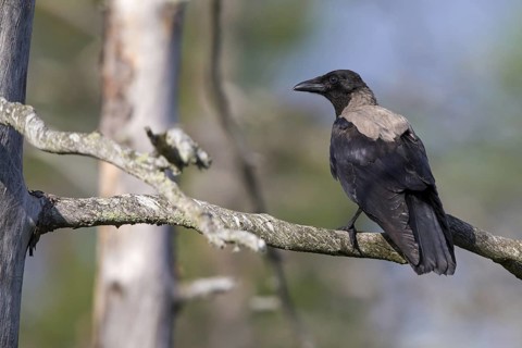 Hooded Crow, (Corvus corone cornix), Corvus cornix, animals, birds, family of corvids, raven, crow,