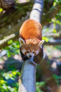 One red panda, Ailurus fulgens, balancing over a log, serving as a bridge