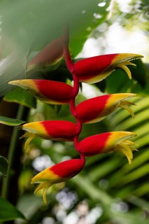 Heliconia flower (Heliconia), also known as lobster claw or False bird-of-paradise, Princess of