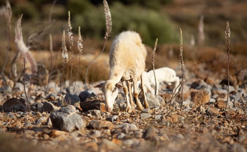 A sheep (Ovis) amongst white sea onions (Drimia maritima) on a stony field, Chóra Sfakion, Chania