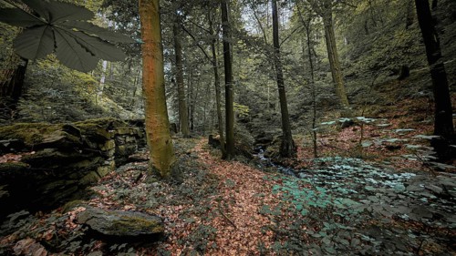 A trail through a wild forest with moss-covered rocks and a lush canopy of leaves, quiet,