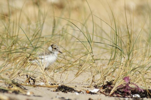 Hooded Dotterel (Thinornis cucullatus) juvenile, Victoria, Australia