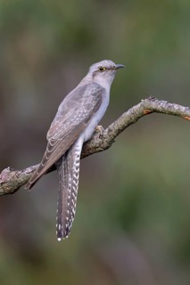 Pallid Cuckoo (Cacomantis pallidus), Victoria, Australia