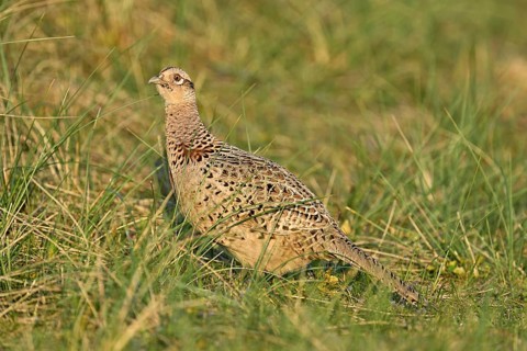 Pheasant (Phasianus colchicus), female standing in meadow, Texel, North Holland, Netherlands