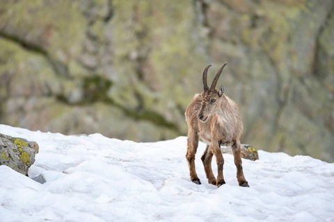 Alpine ibex (Capra ibex), in the snow, Mont Blanc massif, Chamonix, France