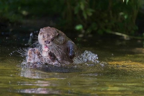 Two Eurasian otter (Lutra lutra), playing in the water