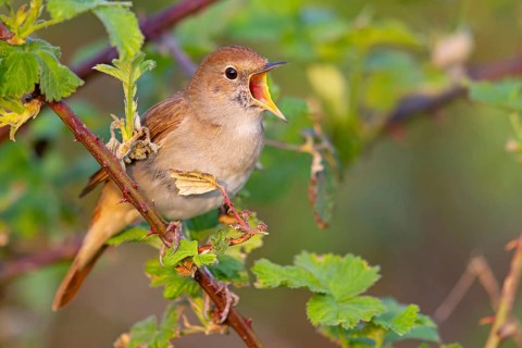 Nightingale (Luscinia megarhynchos), Rossignol philomËle, RuiseÒor Com?n, Bad D¸rkheim district,