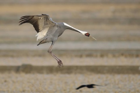 White-naped Crane (Antigone vipio) flying, Arasaki, Japan