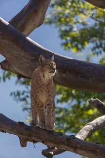 One Eurasian lynx, (Lynx lynx), walking over fallen dead tree with a distant forest in the