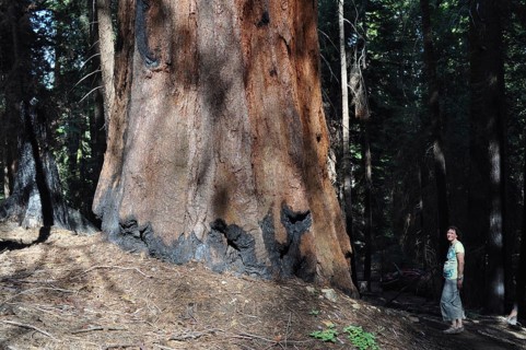 A woman stands next to a giant sequoia tree, Sequoiadendron giganteum, enjoying the tranquillity of