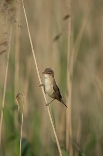 Reed warbler (Acrocephalus scirpaceus) adult bird in a reedbed, England, United Kingdom
