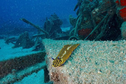 Nudibranch, yellow-purple star snail (Felimare picta), on an underwater shipwreck in a vibrant