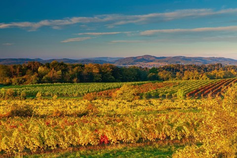 Vineyards near Langenlois, Lower Austria, Austria