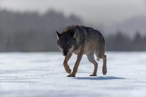 One male eurasian gray wolf (Canis lupus lupus) walking thru deep snow with a forest in the