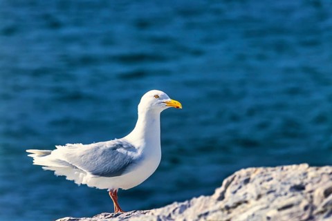 Glaucous gull (Larus hyperboreus) sitting on a rock by the sea in arctic, Spitsbergen, Svalbard,