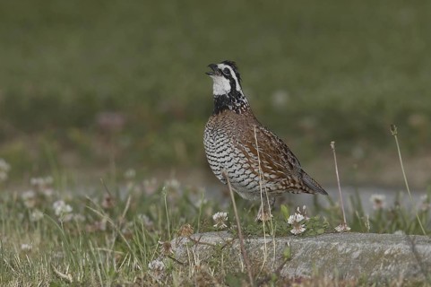 Northern Bobwhite (Colinus virginianus) male, Delaware, USA