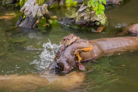 An adult giant otter or giant river otter (Pteronura brasiliensis) swims in a small river carrying