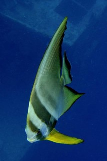 Round-headed batfish juvenile (Platax orbicularis)